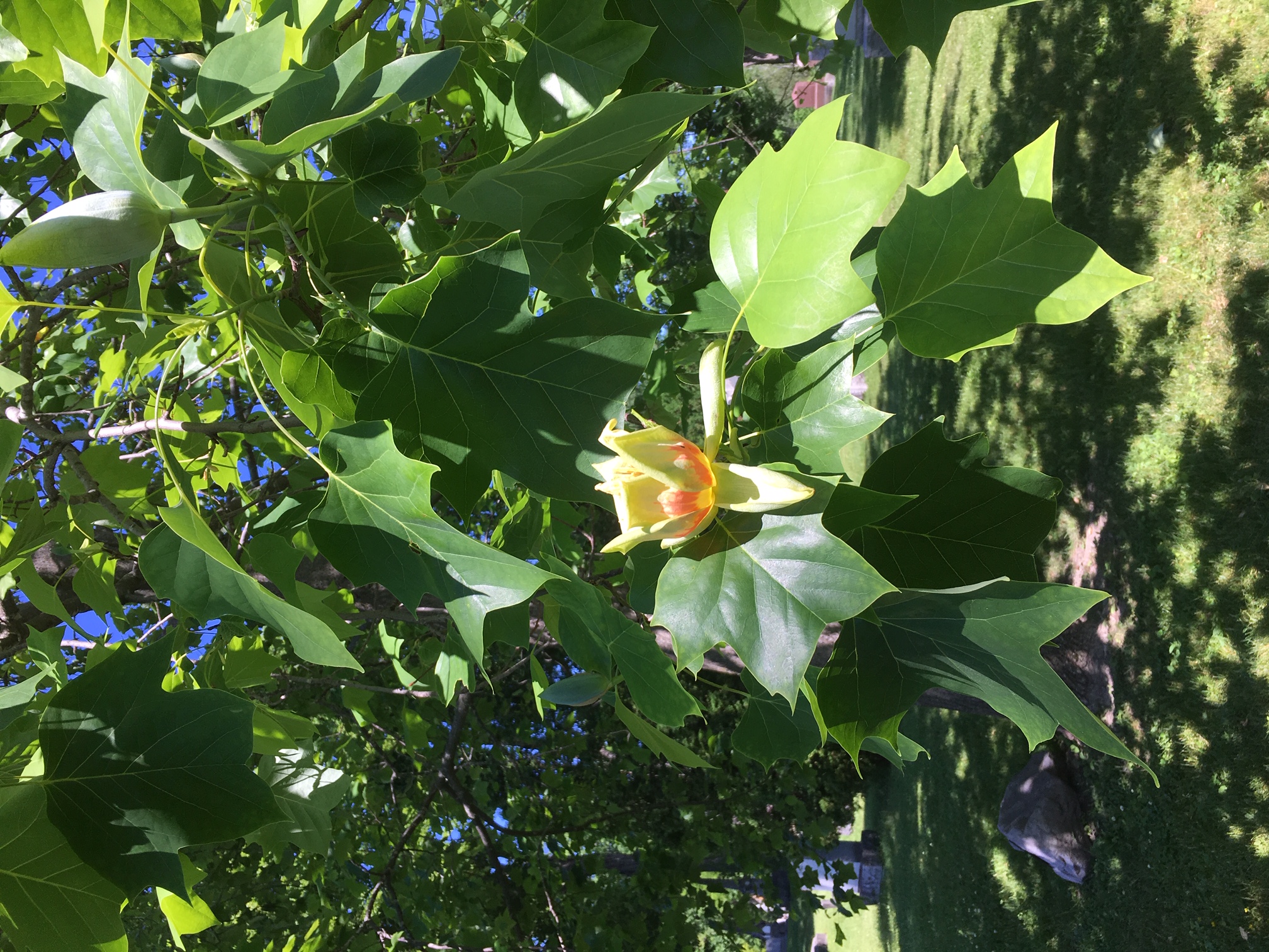 Rare sight in Ottawa The Tulip Tree Beechwood
